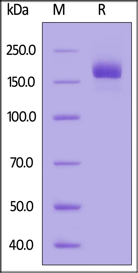 SPN-C5224-sds