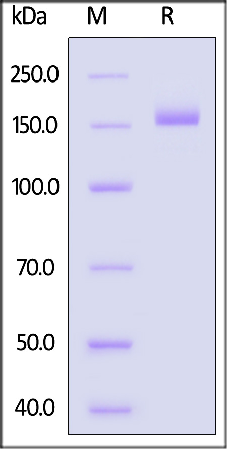 Spike protein SDS-PAGE