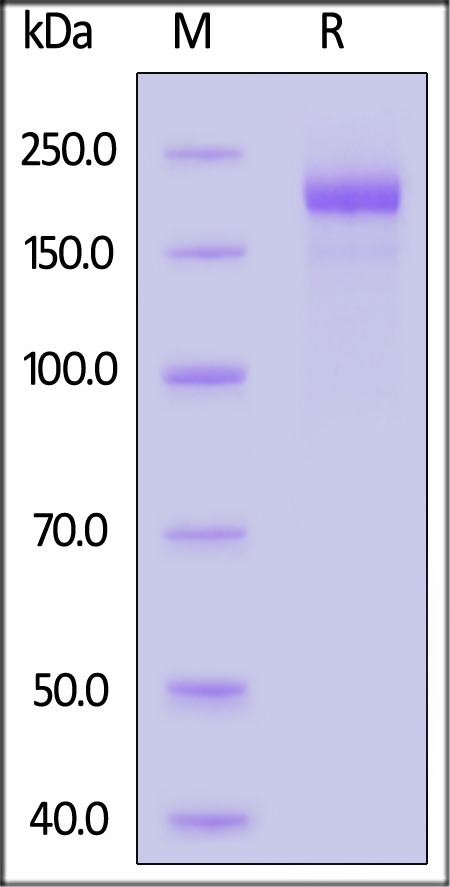 Spike protein SDS-PAGE