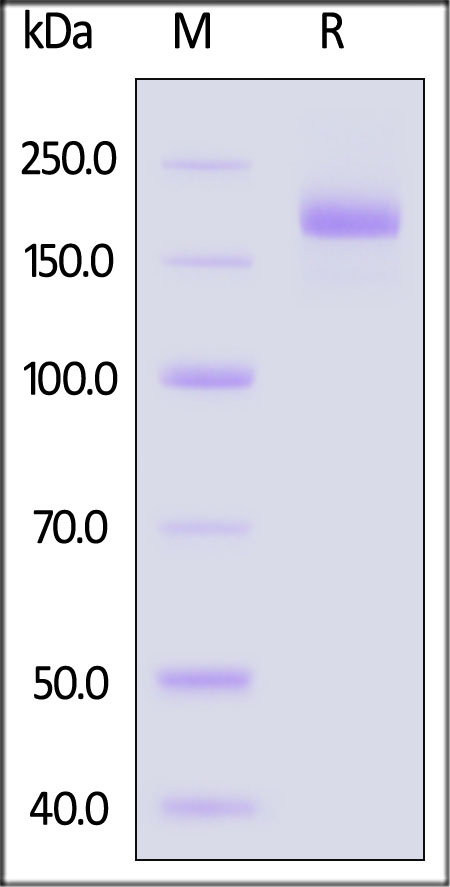 Spike protein SDS-PAGE