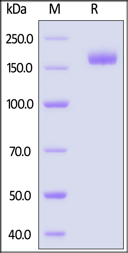 Spike protein SDS-PAGE