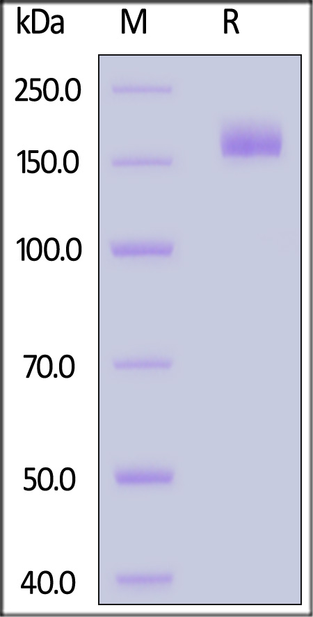 Spike protein SDS-PAGE