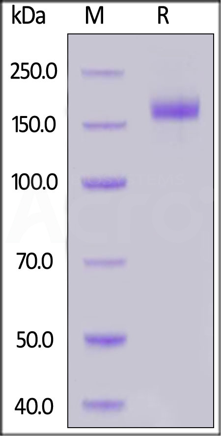 Spike protein SDS-PAGE