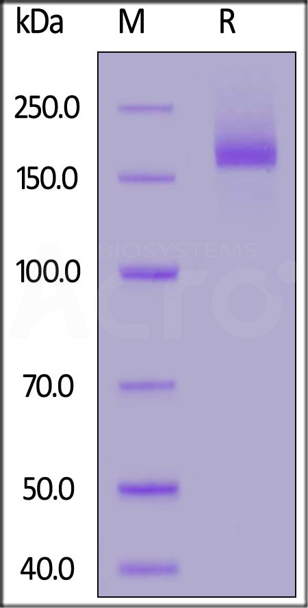 Spike protein SDS-PAGE