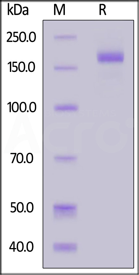 Spike protein SDS-PAGE