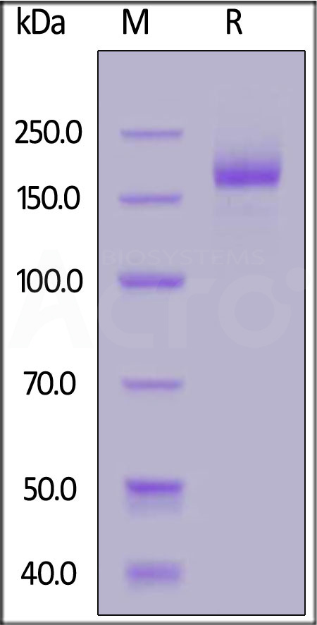 Spike protein SDS-PAGE