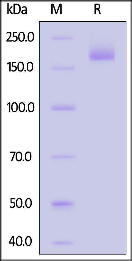 Spike protein SDS-PAGE