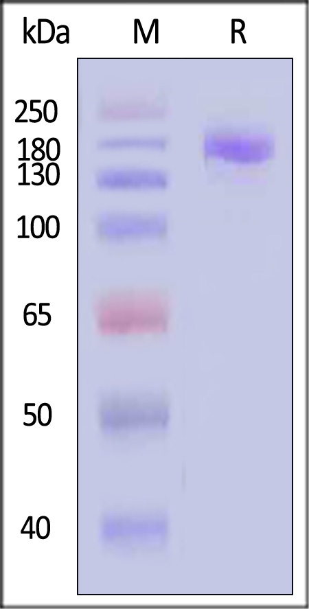 Spike protein SDS-PAGE