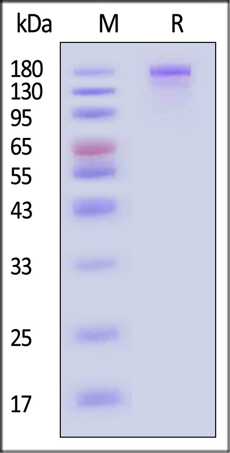 Spike protein SDS-PAGE