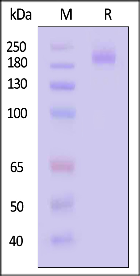 Spike protein SDS-PAGE