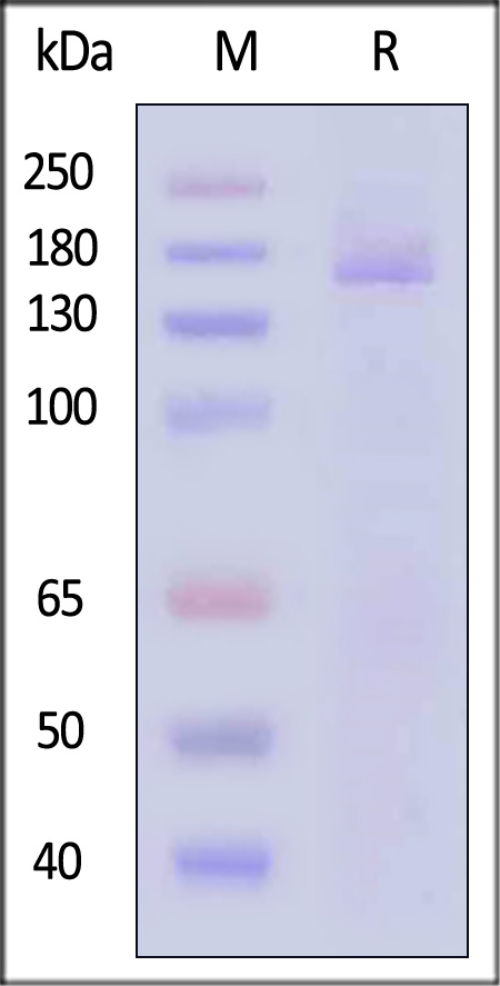 Spike protein SDS-PAGE