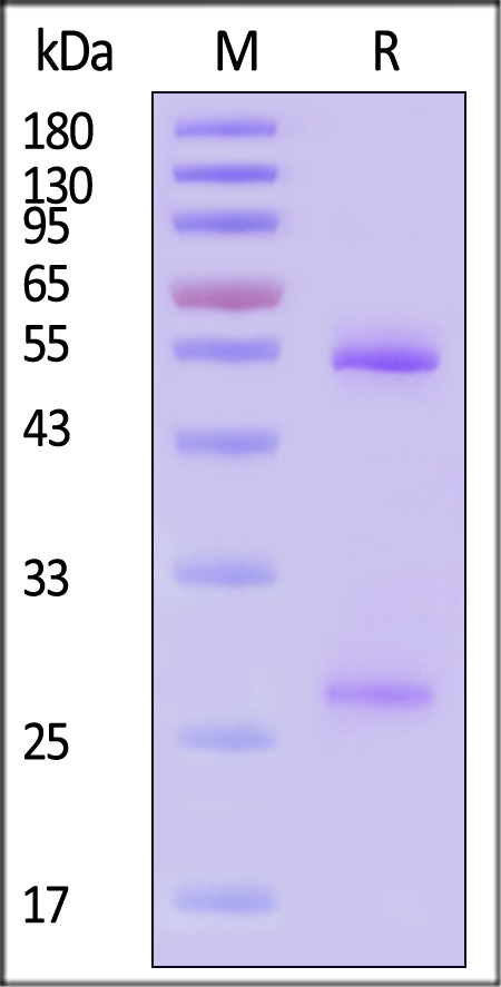 Spike protein SDS-PAGE