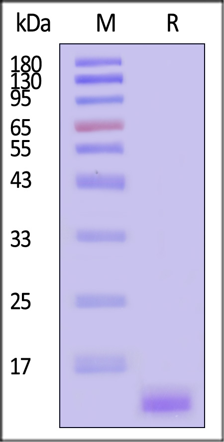 Streptavidin SDS-PAGE