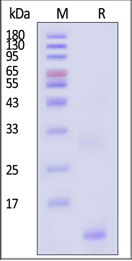 Streptavidin SDS-PAGE