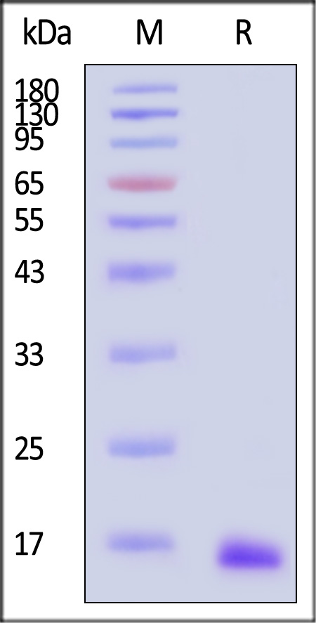 TAU-H5116-sds