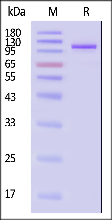 Transferrin R2 SDS-PAGE