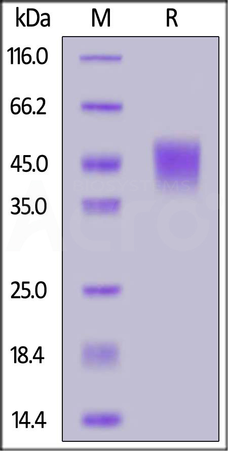 TF3-M52H3-sds