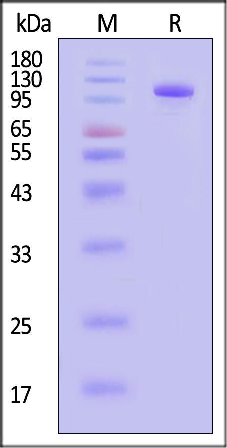 Transferrin R SDS-PAGE