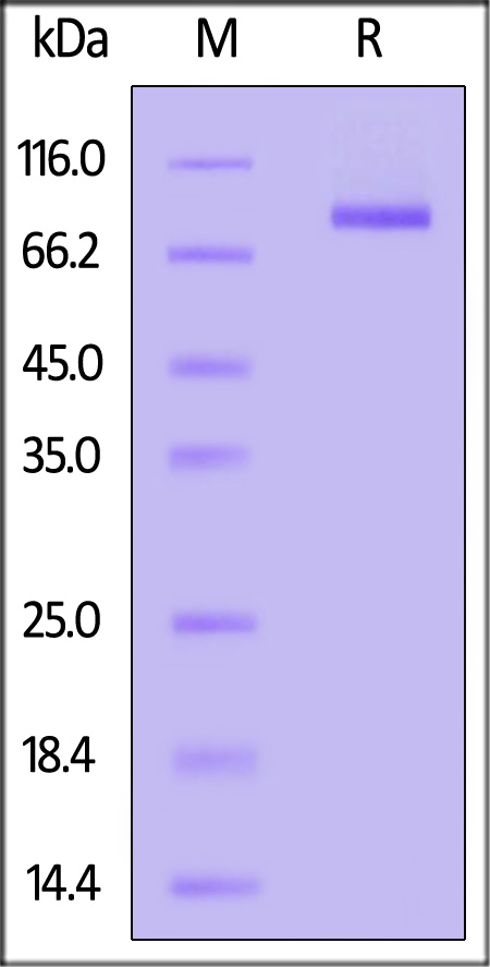 Transferrin R SDS-PAGE