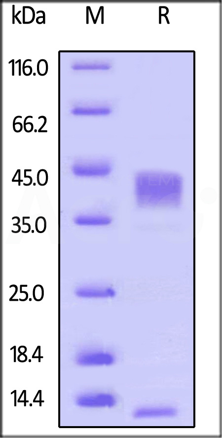 TG1-H524x-sds