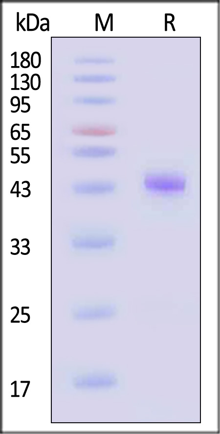 TGF-beta RI SDS-PAGE