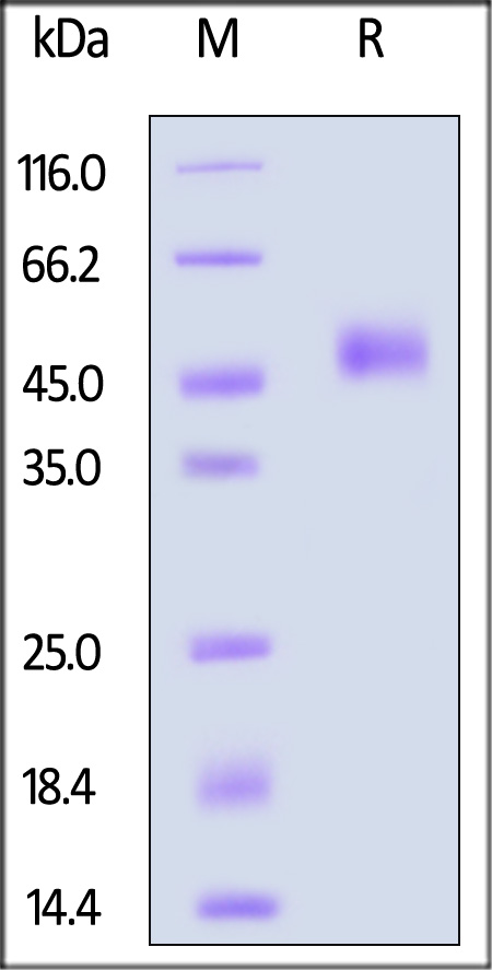 TG1-H5259-sds