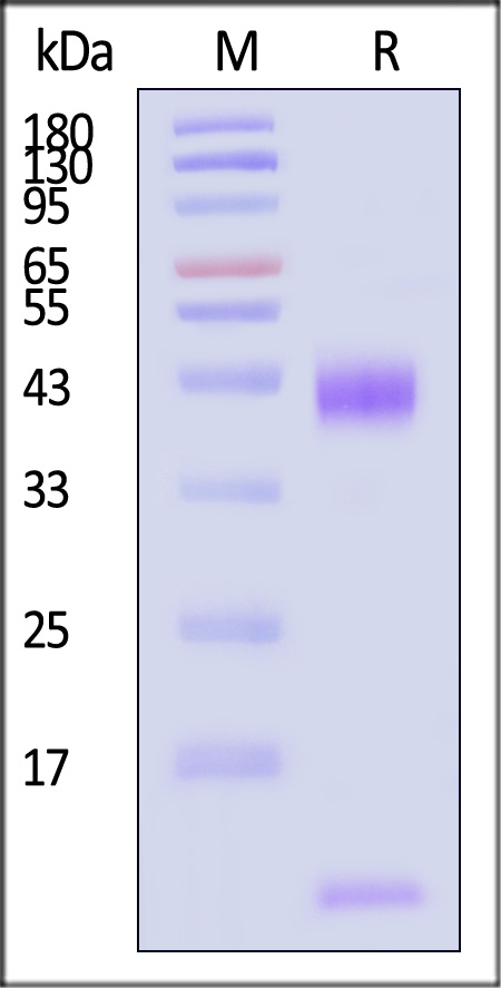 Mouse Latent TGFB1, His Tag (Cat. No. TG1-M5245) SDS-PAGE gel