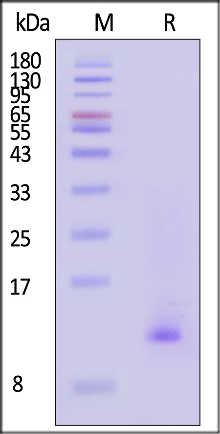 TGF-beta 3 SDS-PAGE