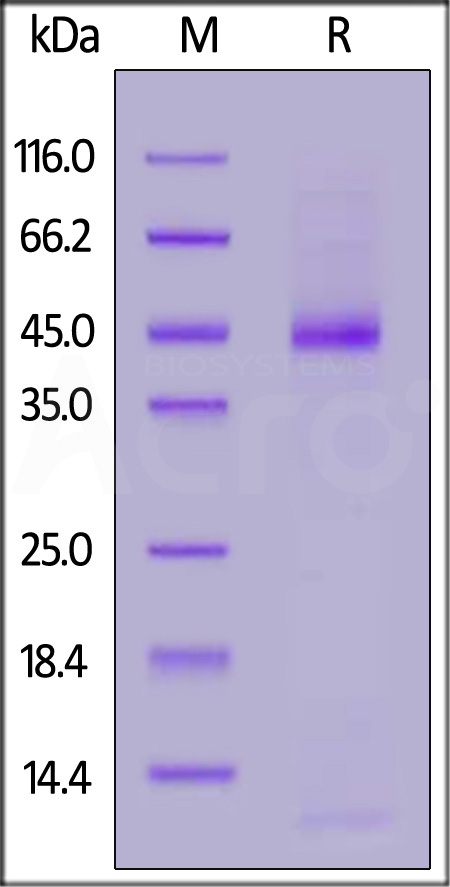 TGF-beta 3 SDS-PAGE