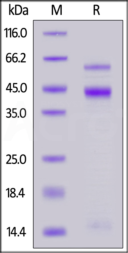 TGF-beta 3 SDS-PAGE