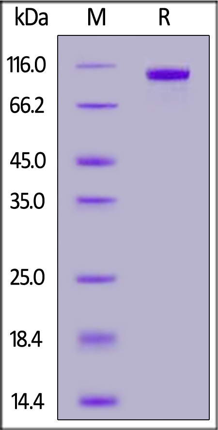 Cynomolgus TIE2, His Tag (Cat. No. TI2-C5253) SDS-PAGE gel