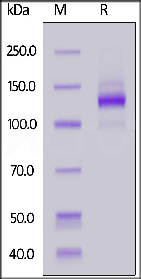 Human TIE2, Fc Tag (Cat. No. TI2-H5255) SDS-PAGE gel