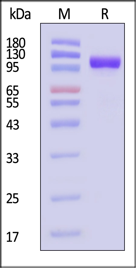 TI2-M52H3-sds