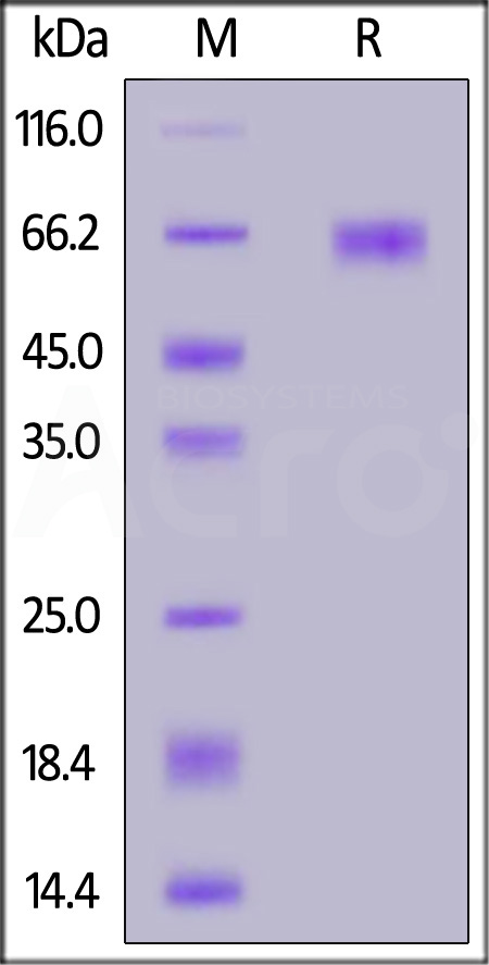 Mouse TIM-3, Fc Tag (Cat. No. TI3-M5252) SDS-PAGE gel