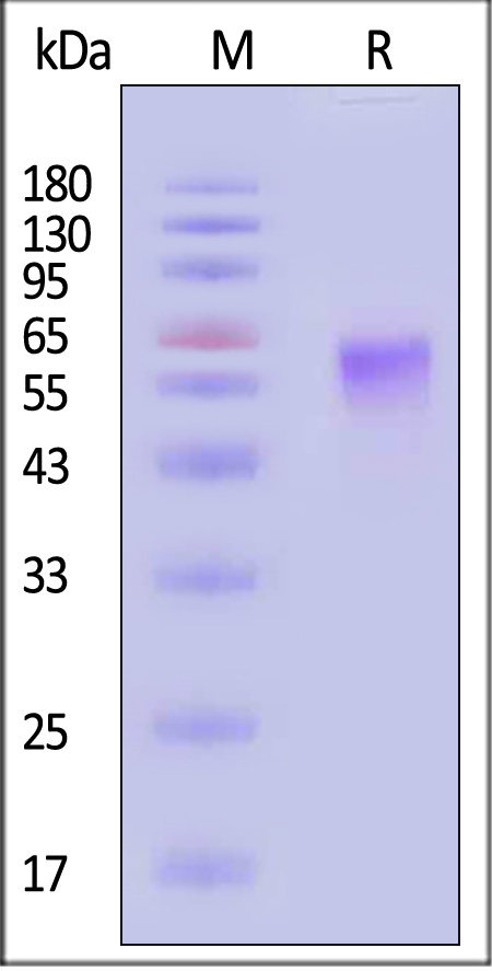 TIM-3 SDS-PAGE