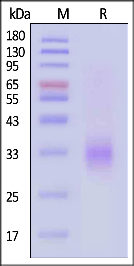 TNFR1 SDS-PAGE