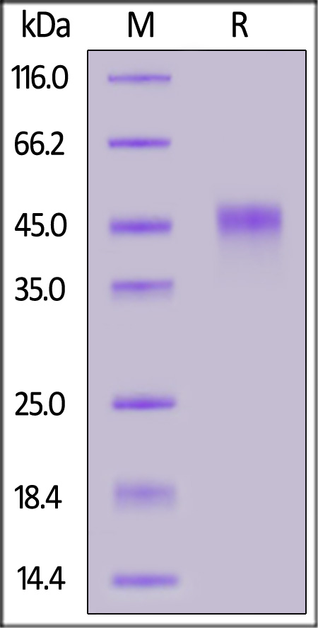 TNFR2 SDS-PAGE