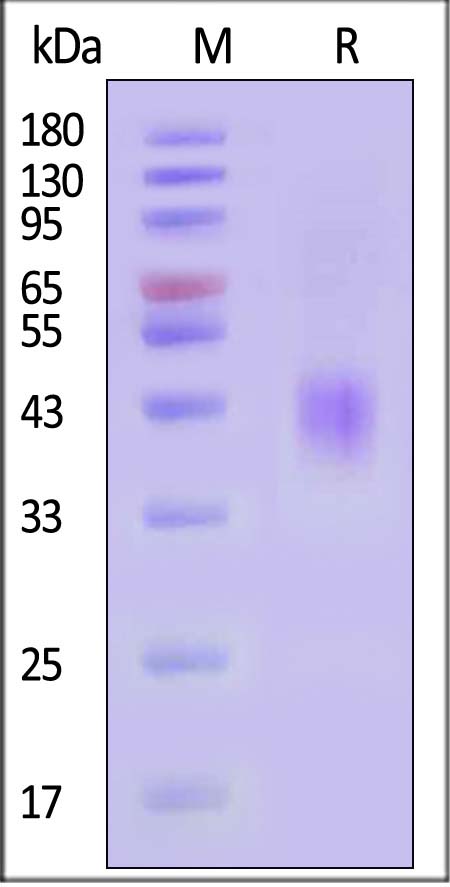 TN2-H5227-sds