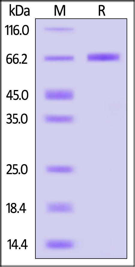 TNFR2 SDS-PAGE