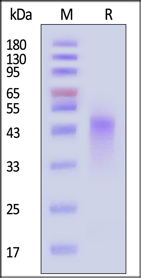 TNFR2 SDS-PAGE