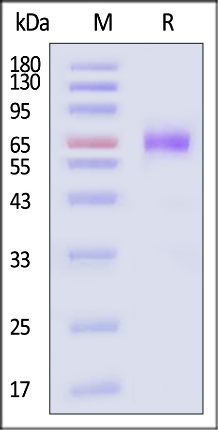 TNFR2 SDS-PAGE