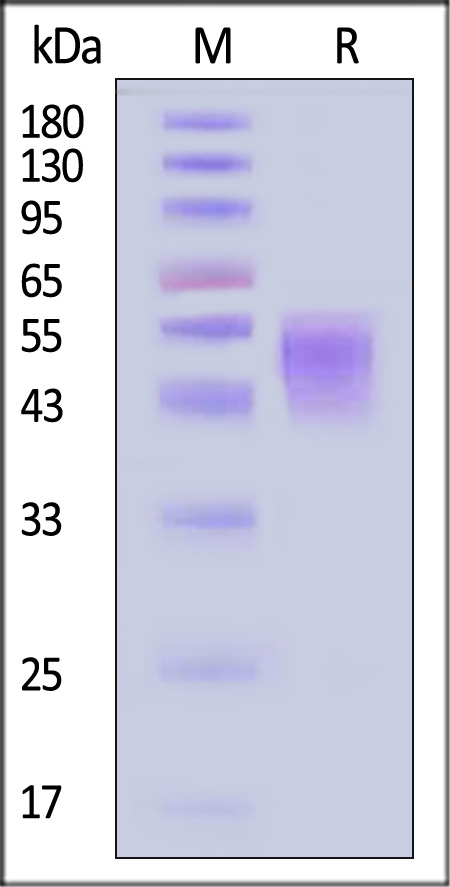 TNFR2 SDS-PAGE