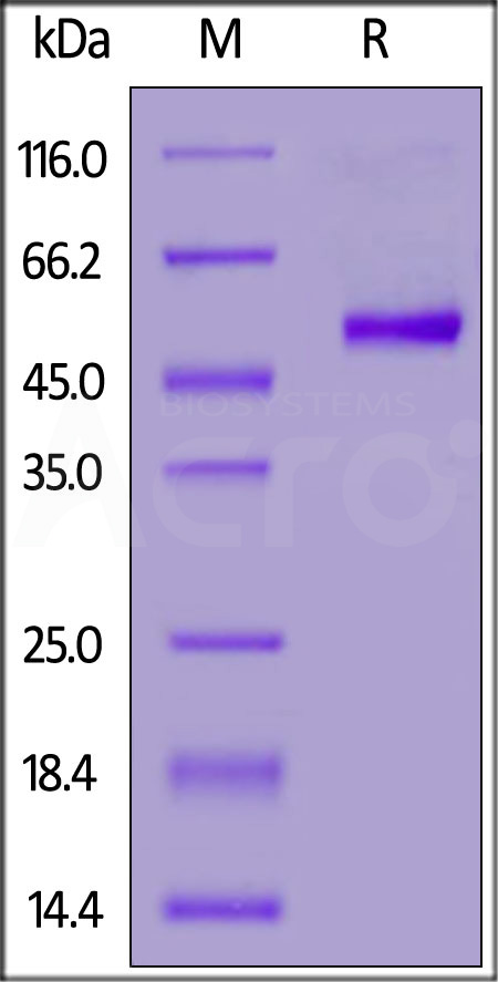 CD40 SDS-PAGE