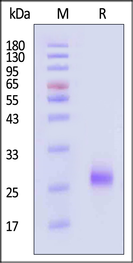 TN5-M52H8-sds