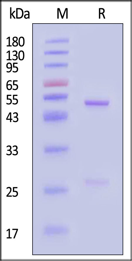 TNA-AM494-sds