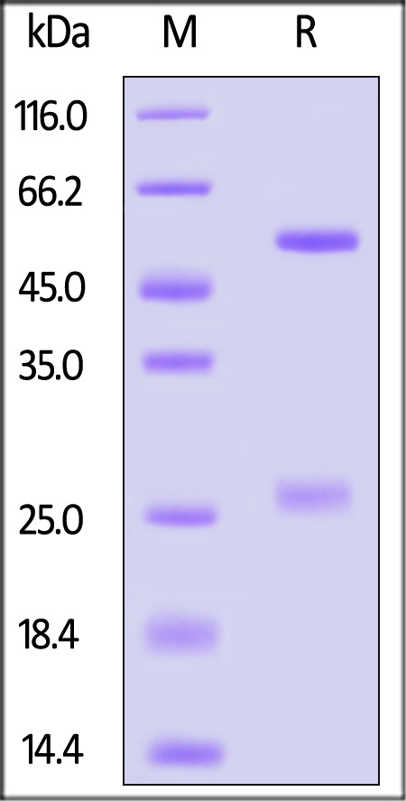 TNF-alpha SDS-PAGE