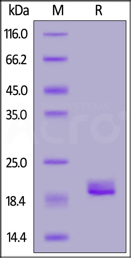 Canine TNF-alpha, His Tag (Cat. No. TNA-C52H3) SDS-PAGE gel