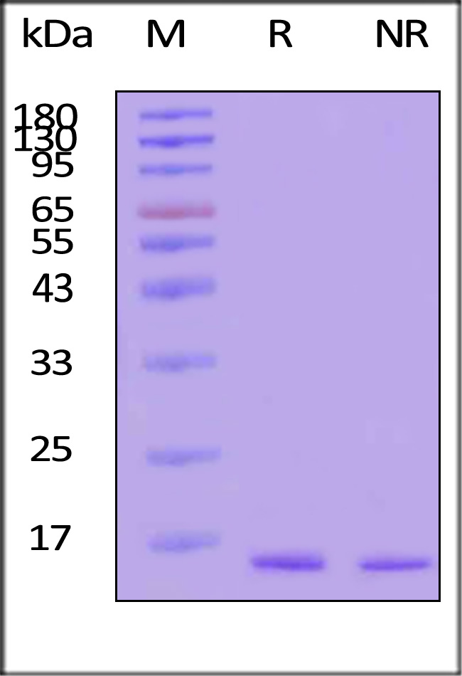 TNF-alpha SDS-PAGE