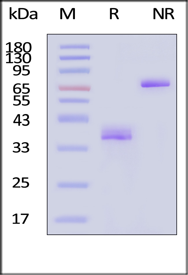 TNA-H526a-sds