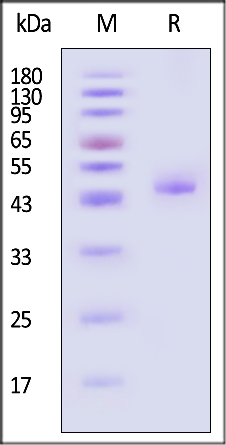 TNF-alpha SDS-PAGE